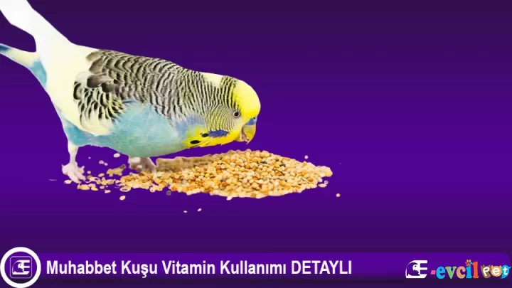 Muhabbet Kuşu Vitamin Kullanımı DETAYLI