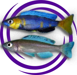 Cyprichromis leptosome (Leptosoma)