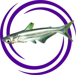 Köpekbalığı - Pangasus (Pangasius pangasius)