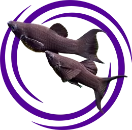 Moli Balığı (Poecilia Sphenops)
