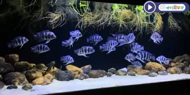 Blue Zaire Frontosa Aquarium