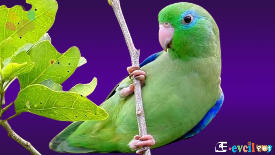 Parrotlet Papağanı