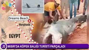 Mısır'da dehşet olay! Köpek balığı turisti parçaladı!