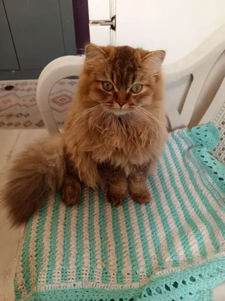 Norveç orman kedisi