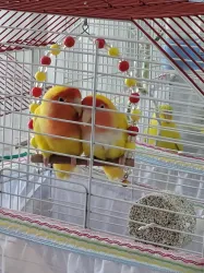 Damızlık Lutino Sevda Papağanı Çifti – Daha Önce 4 Yavru