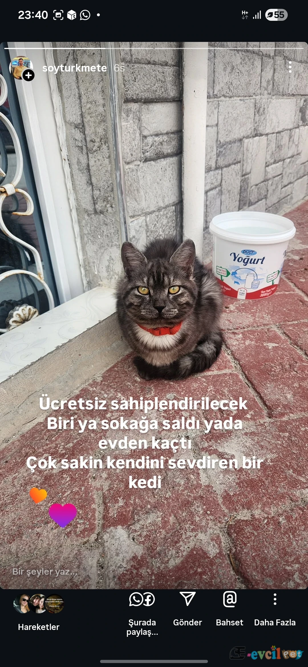 Eskişehir erenköyde çipi yok çok uysal