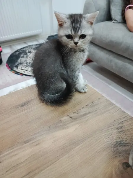 3 aylık yavru erkek kedimiz