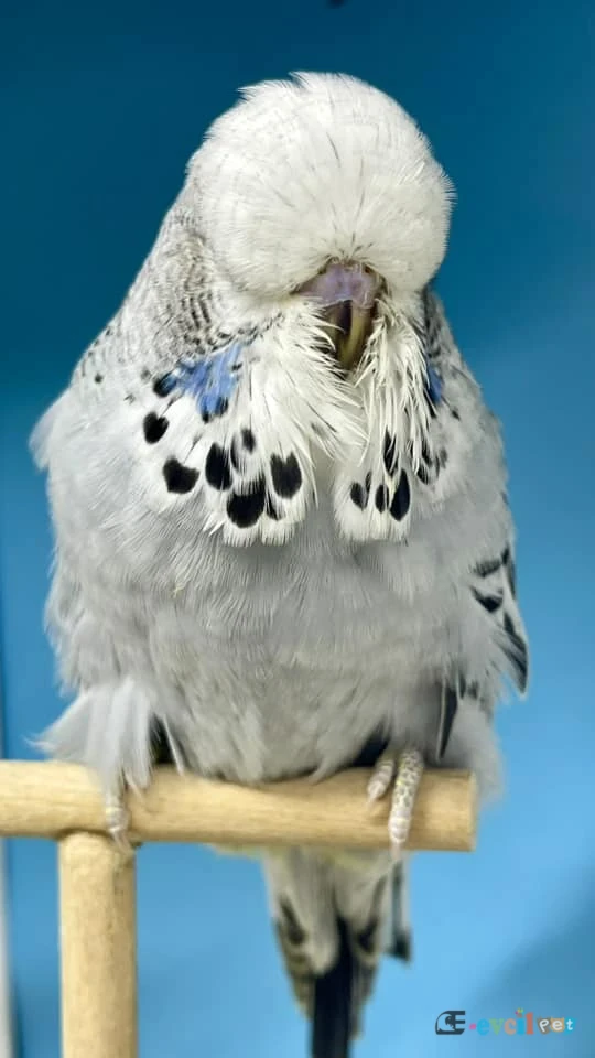 Show Jumbo Takımlar İster Eşli ister Tek