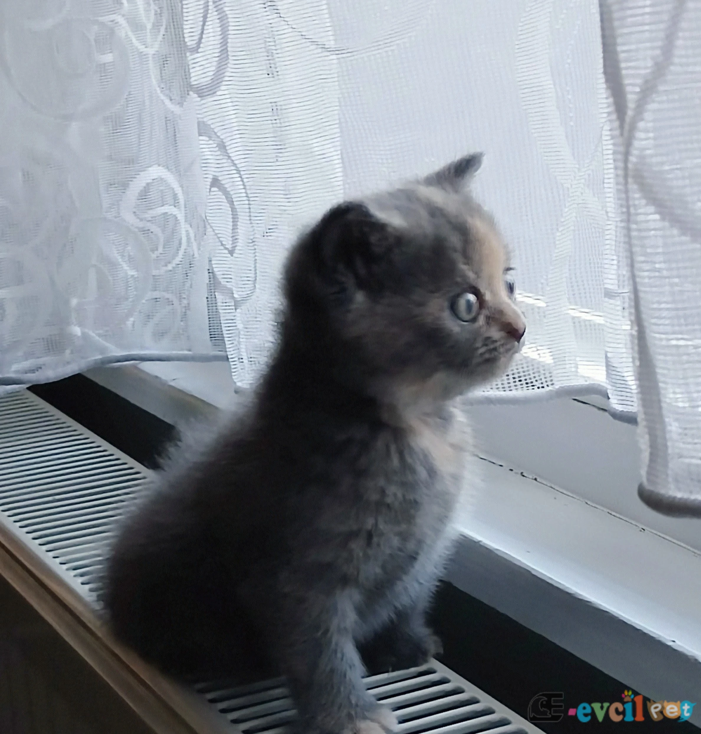 Adını sen koy - AVCILAR / İSTANBUL