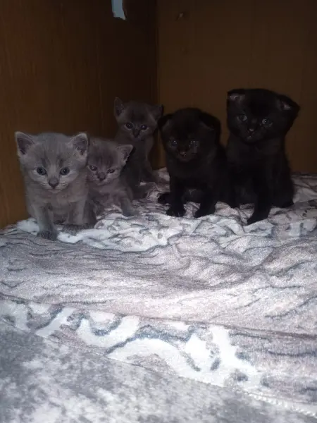 5 tane bebeklerimiz güvenilir yuva ariyor