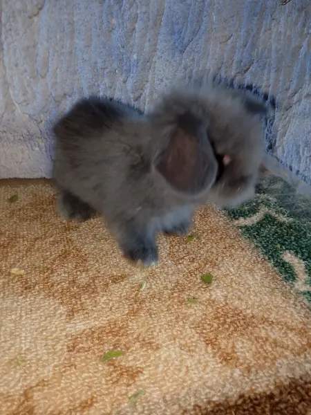 Hollanda teddy lop yavrular - SARIÇAM / ADANA