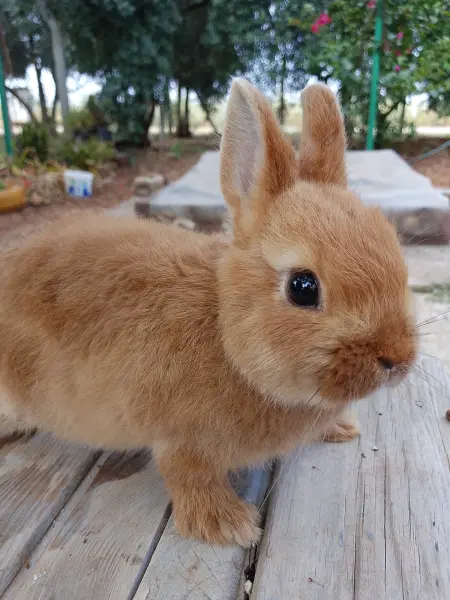 Netherland dwarf cüce - SARIÇAM / ADANA