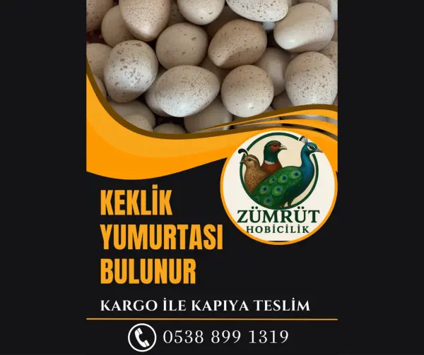 KULUÇKALIK KEKLİK YUMURTASI MEVCUTTUR