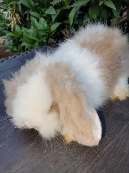 Hollanda teddy lop yavrular - SARIÇAM / ADANA