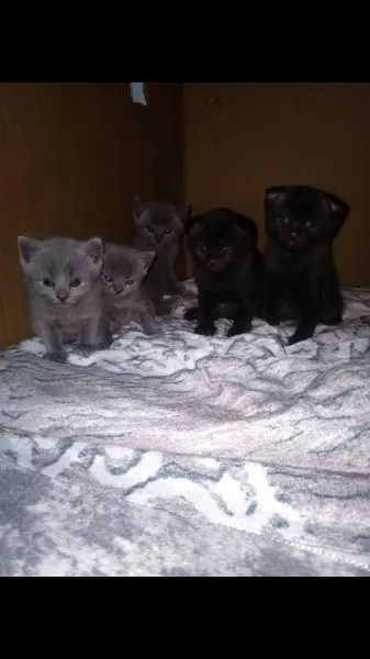 5 tane anne bristh baba scotis cinsinde olma 3tane kız 2 tane erk