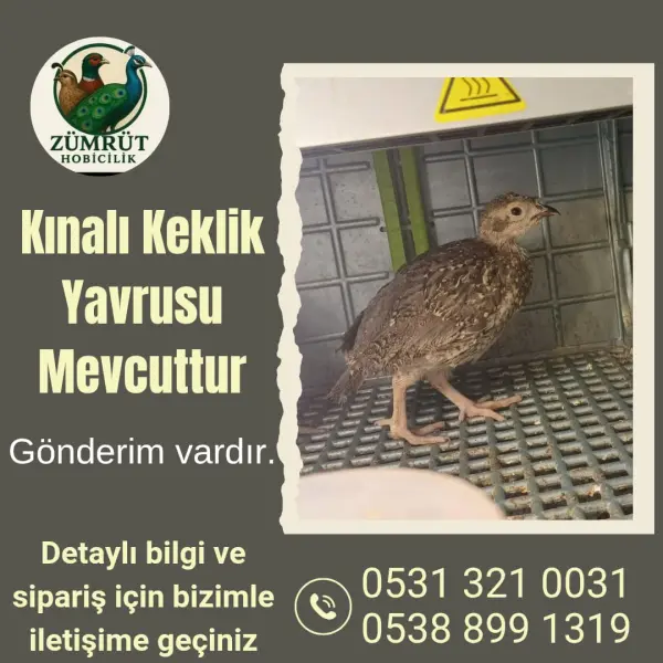 KINALI KEKLİK YAVRUSU - AĞIN / ELAZIĞ