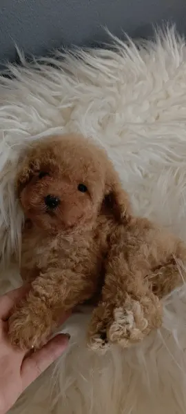 Veteriner teknikerinden ırk ve sağlık garantili Toy Poodle