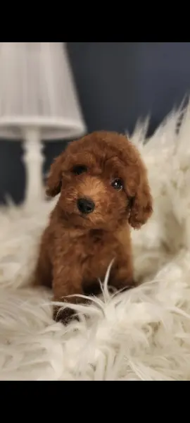 Veteriner teknikerinden ırk ve sağlık garantili Toy Poodle - BAKIRKÖY / İSTANBUL