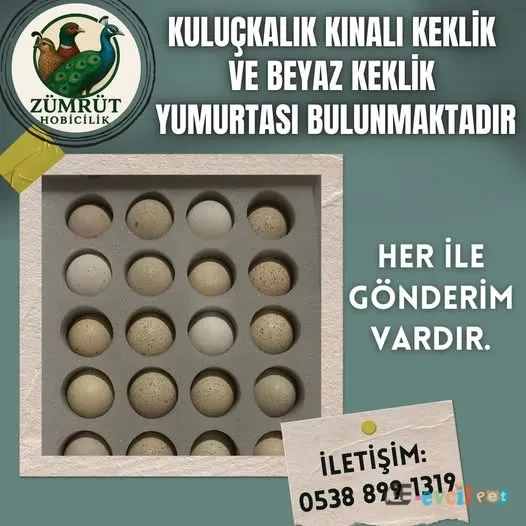 KULUÇKALIK KEKLİK YUMURTASI - TOROSLAR / MERSİN