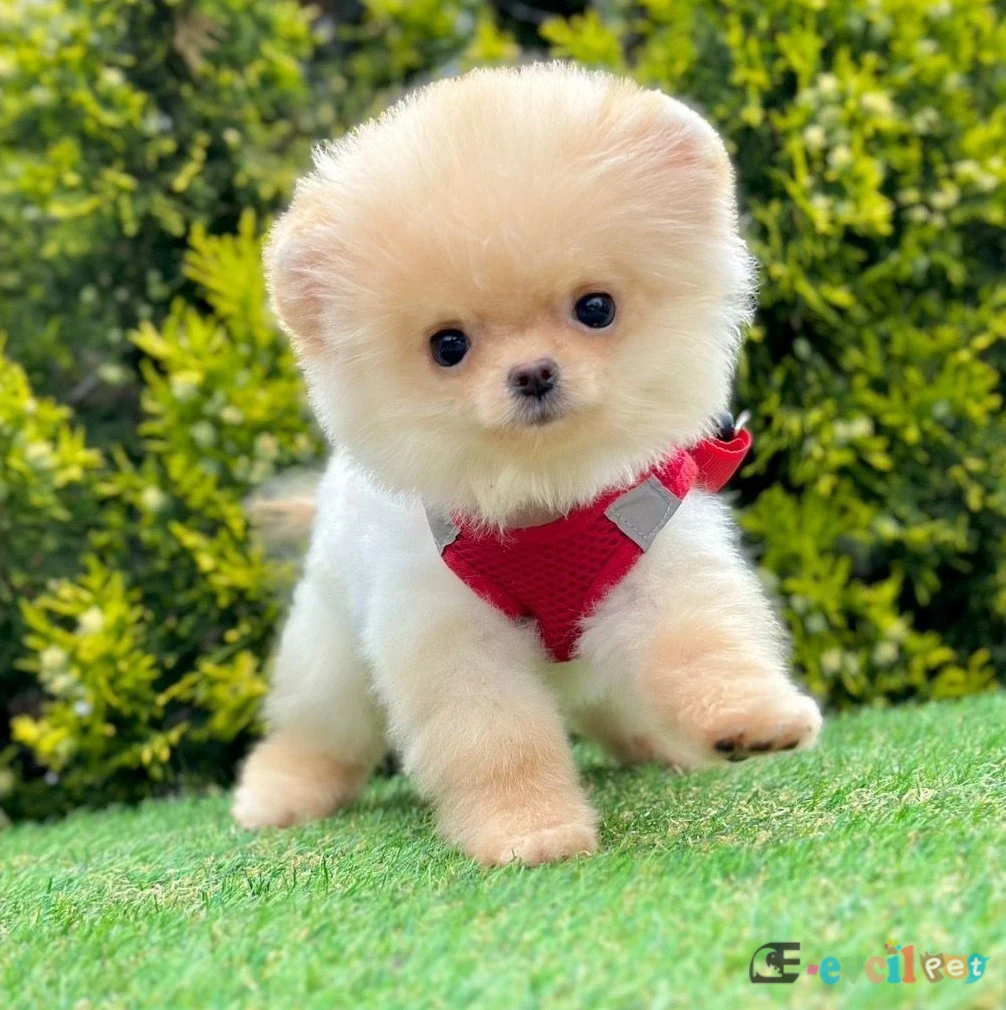 Safkan pomeranian boo yavrularımız
