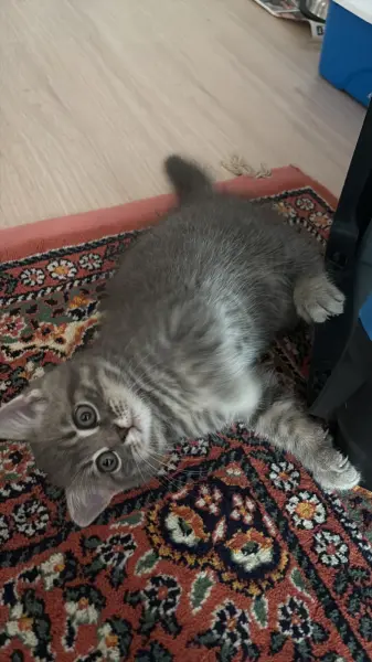 🐾 British shorthair erkek yavru 🐾 - KARESİ / BALIKESİR