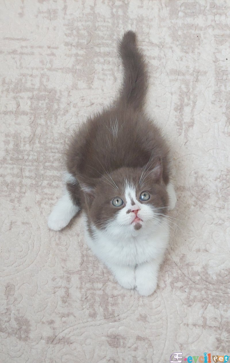 Chocolate Bicolor Dişi