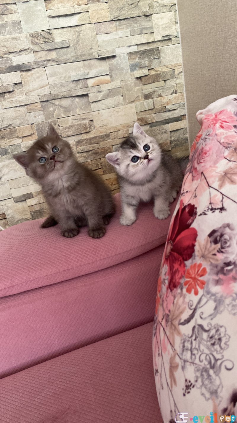 Scottish ve british cinnamon nadir renk