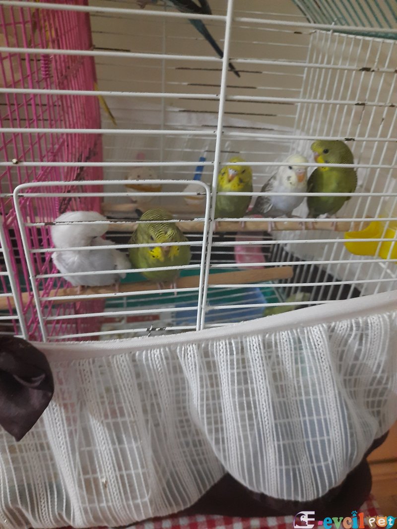 2 aylık yavru muhabbet kuşlari