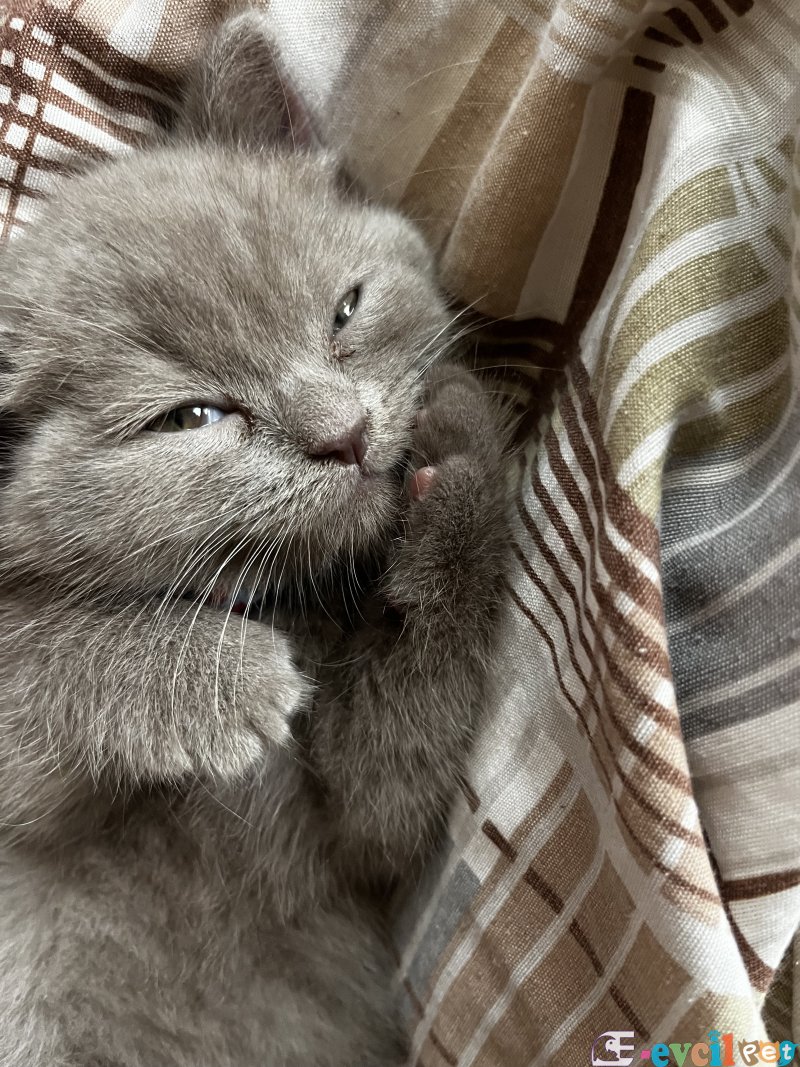 45 günlük Scottish fold