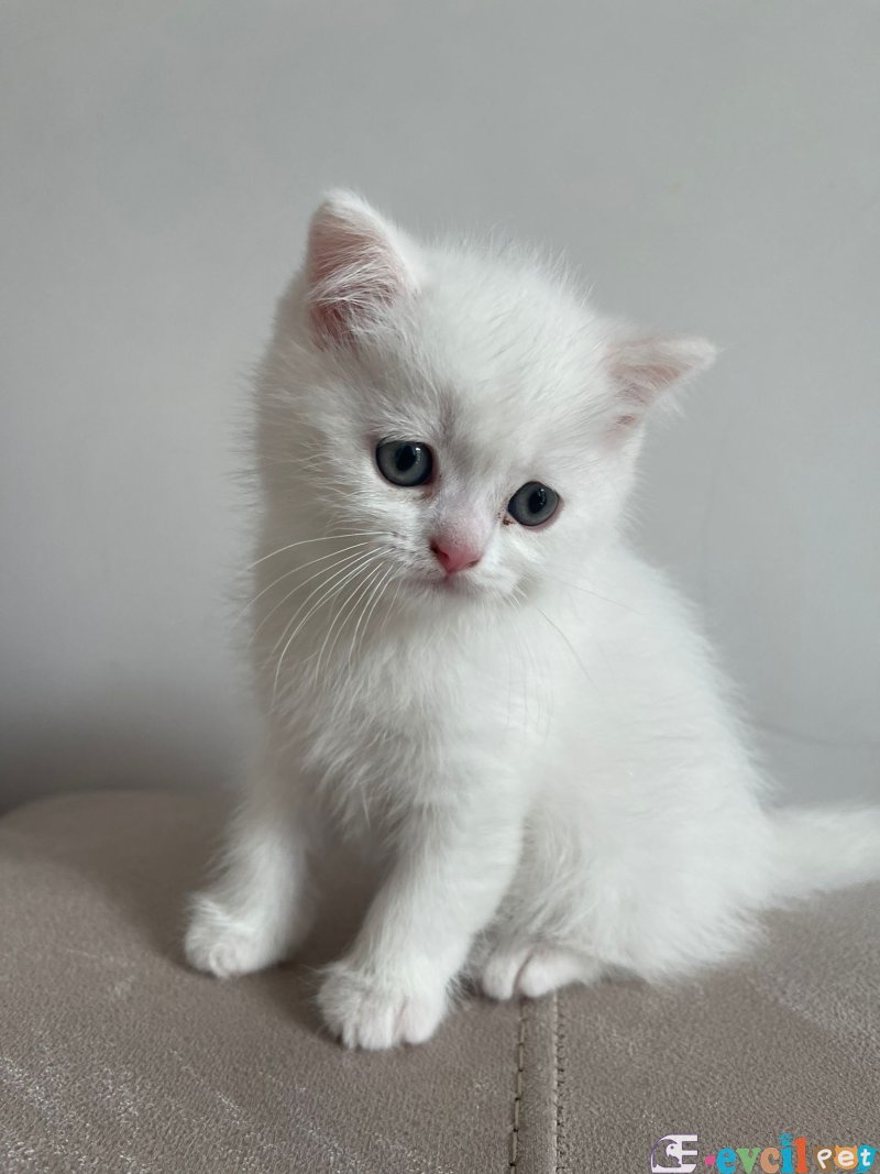 10 Kg N&D mama karşılığıdır