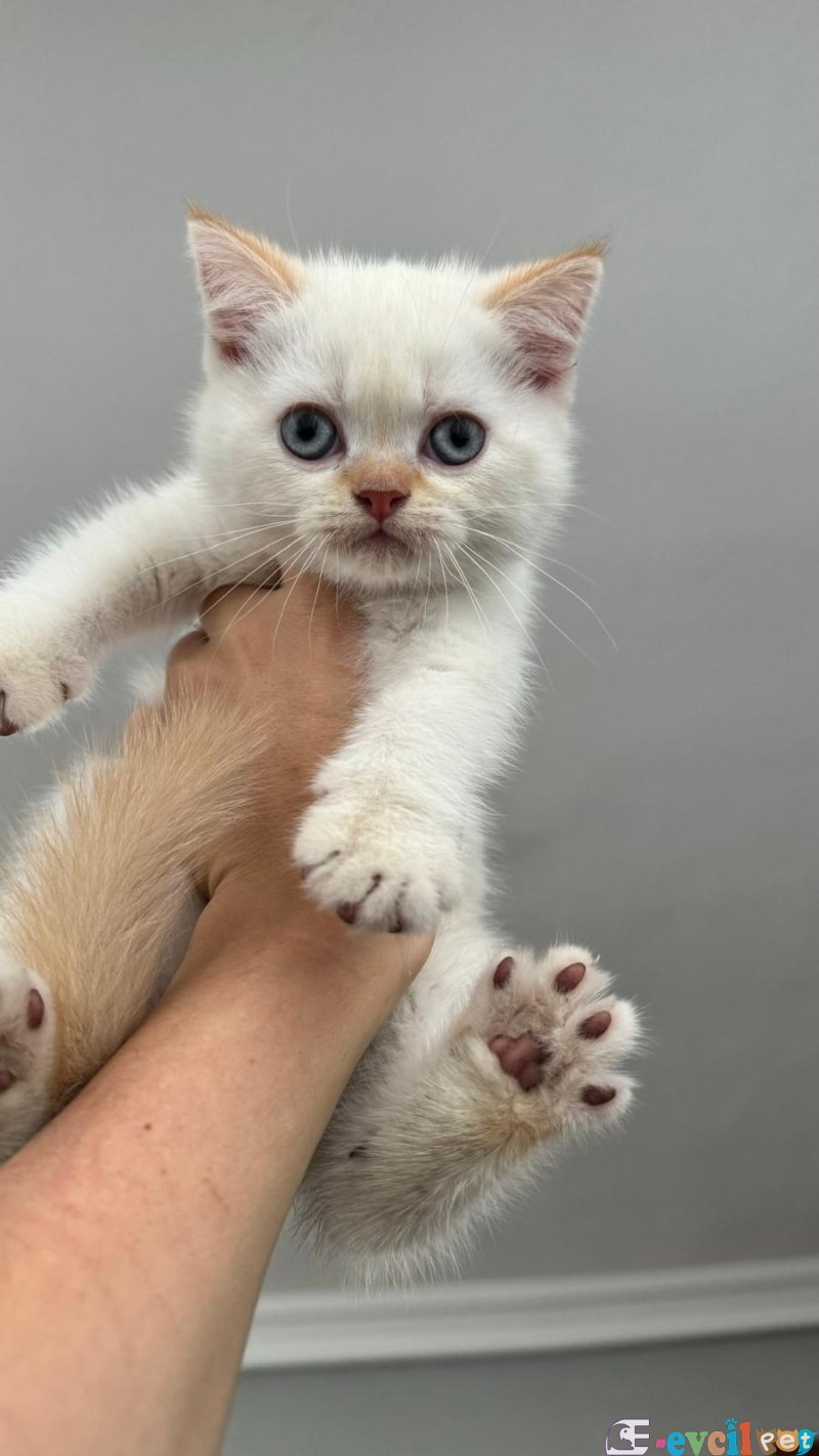 British Shorthair Dişi