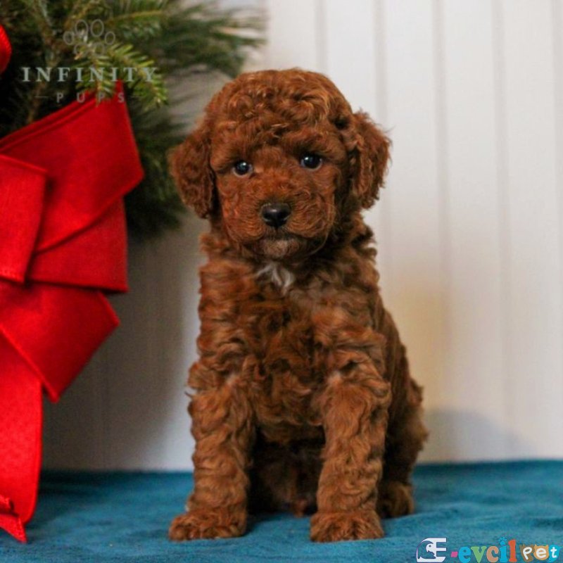 TOOY POODLE YAVRUMUZ 0 TEACUP