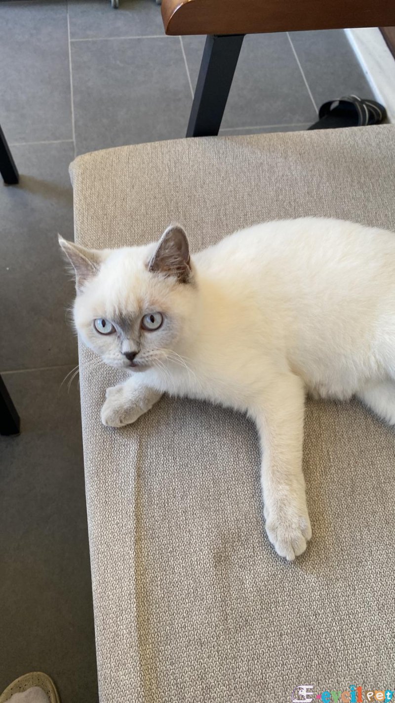 Colorpoint Shorthair