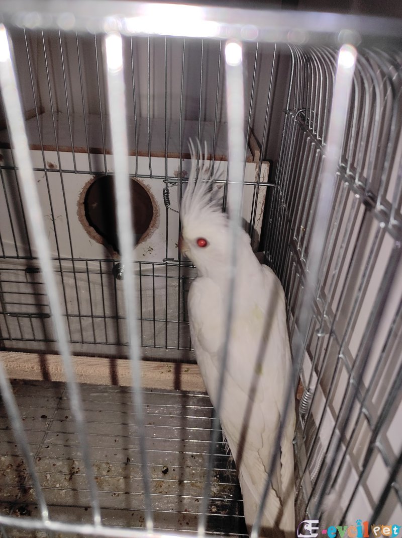 Yeni eşleme sultan papağanı