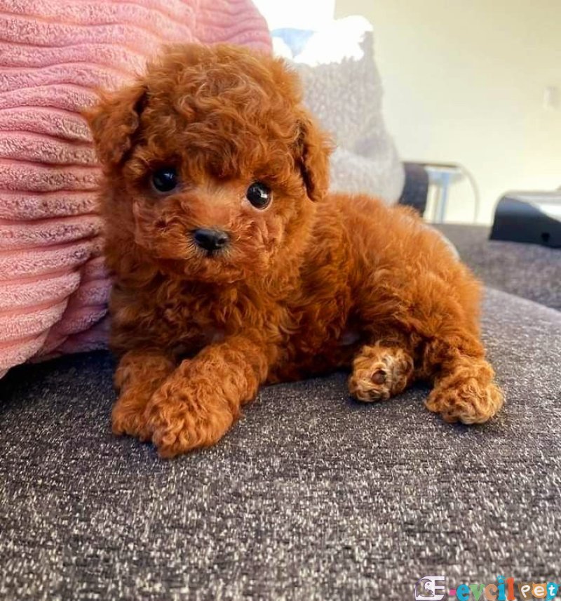 Tooy poodle mini puppy boy red kıpkırmızı