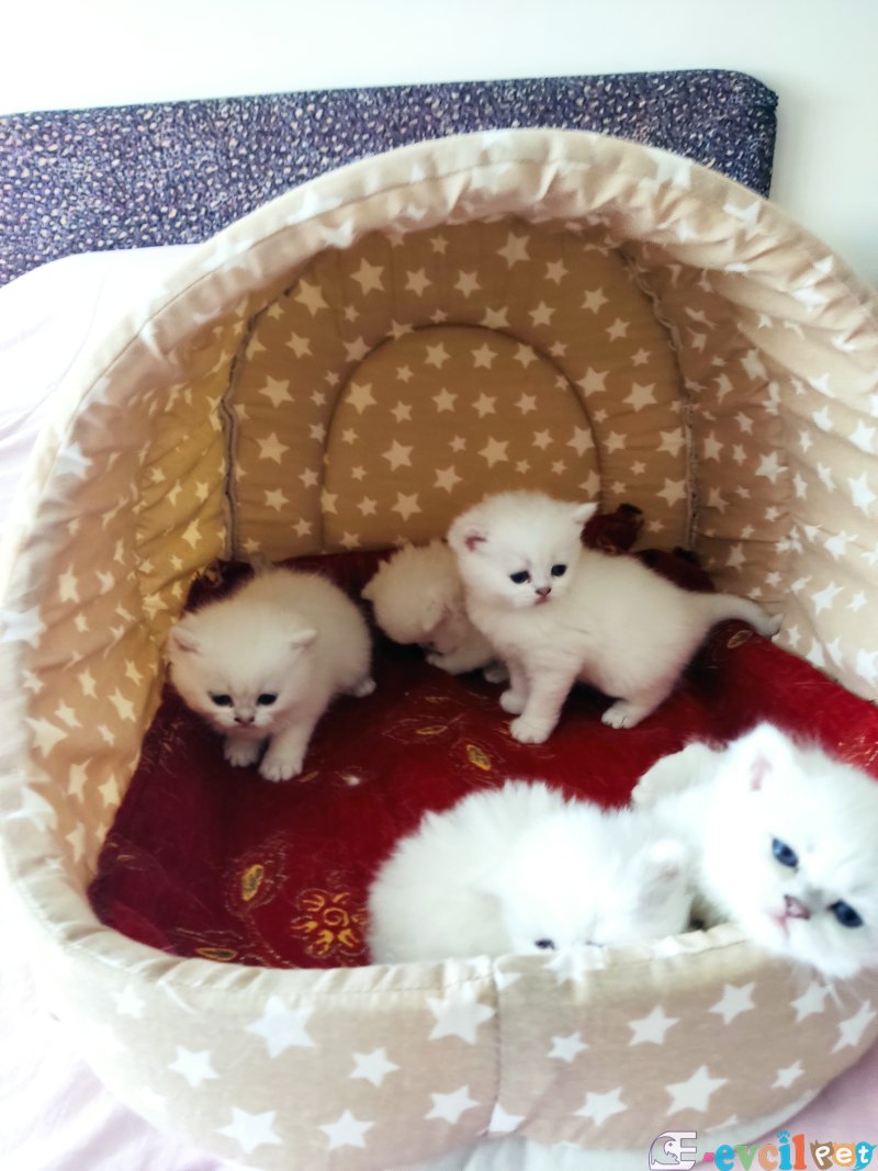 British shorthair ns1133 full scrli yavrular