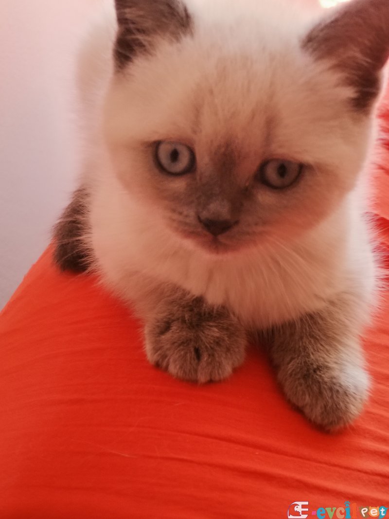 yavru kedi british blue point