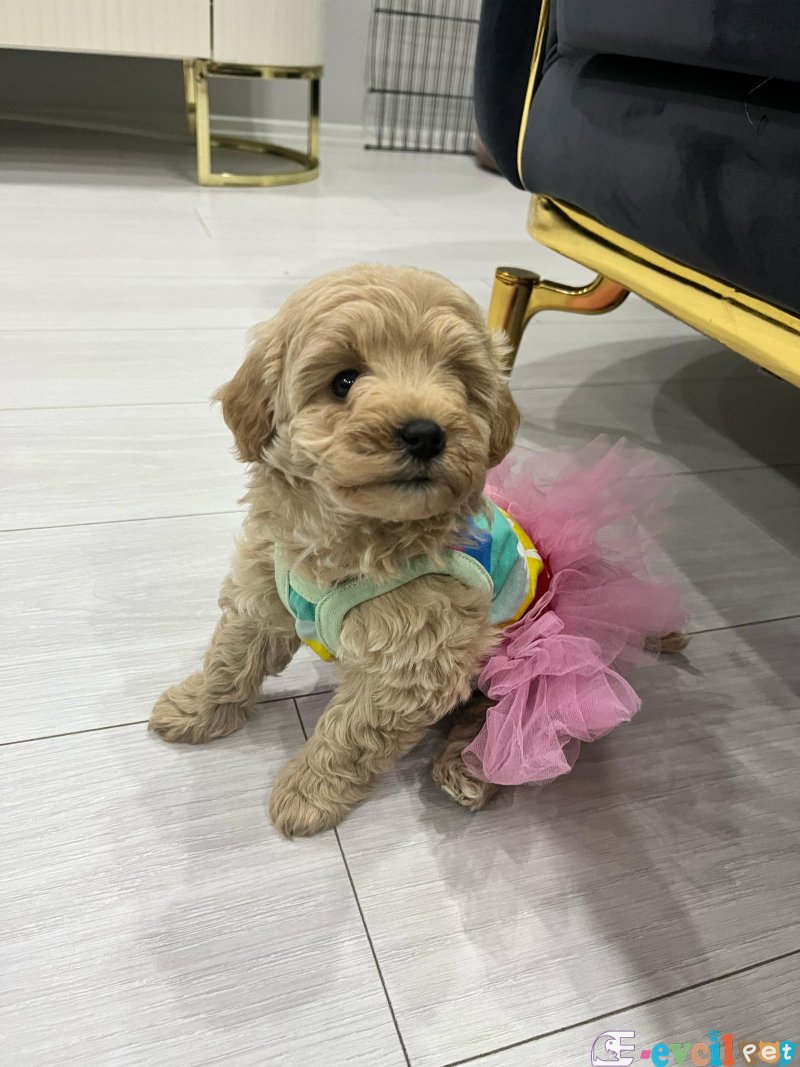 2aylık maltipoo