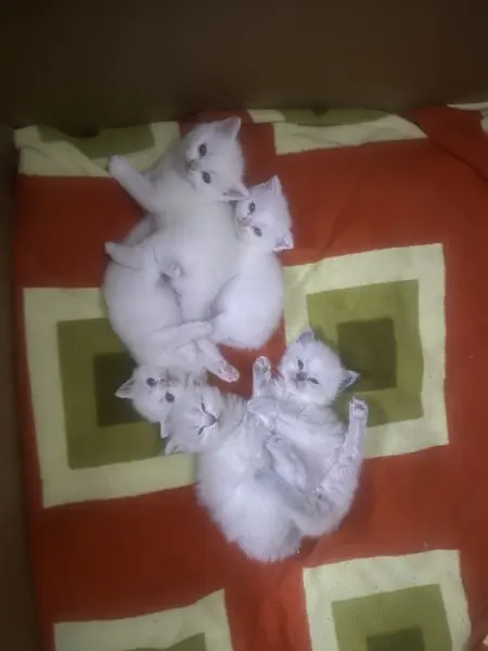 British shorthair ve British longhair bluepoint saf kan - ÇUKUROVA / ADANA