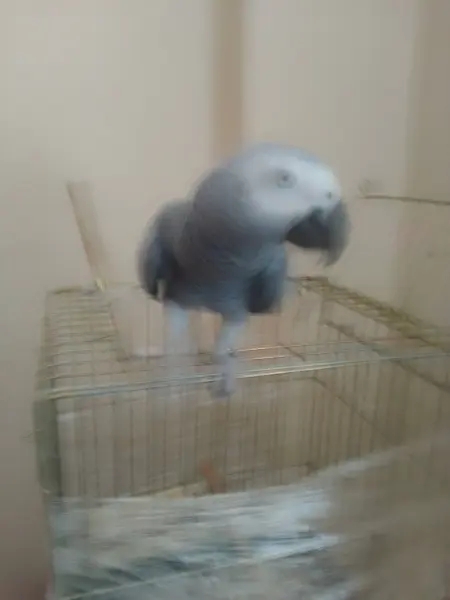 Jako papağan