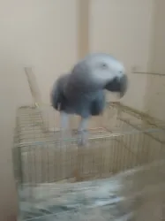 Jako papağan
