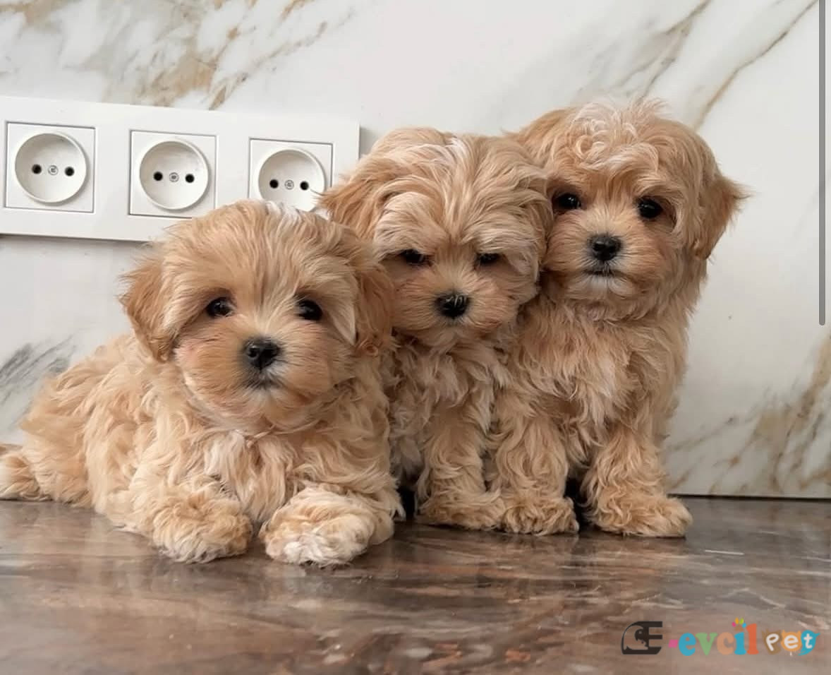 Maltipoo En mini boy yavrularımız