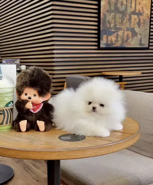 Pomeranian Boo Teddy Bear Ayiciklar