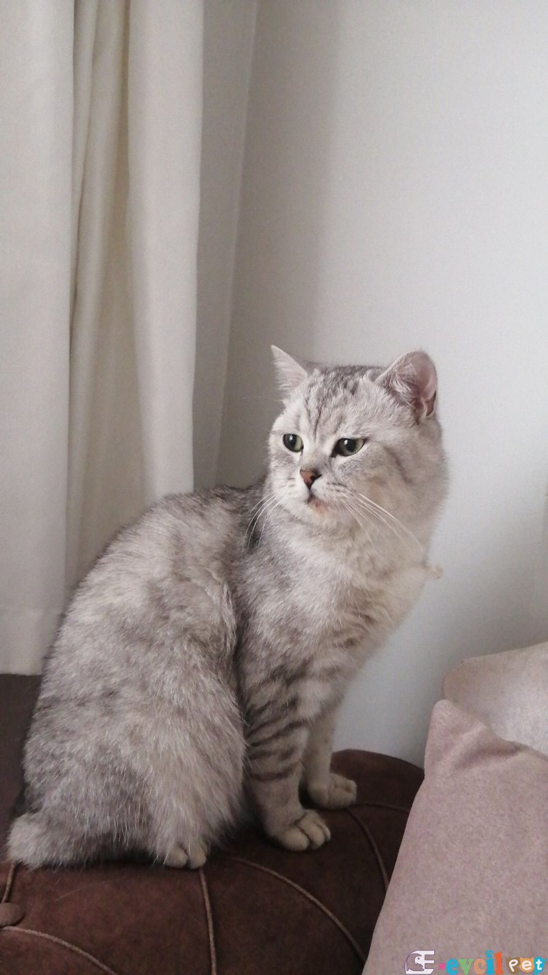 BRİTİSH SHORTHAİR