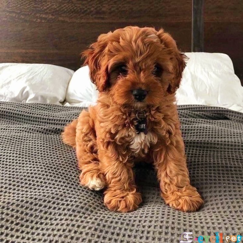 TOOY POODLE YAVRUMUZ 0 TEACUP