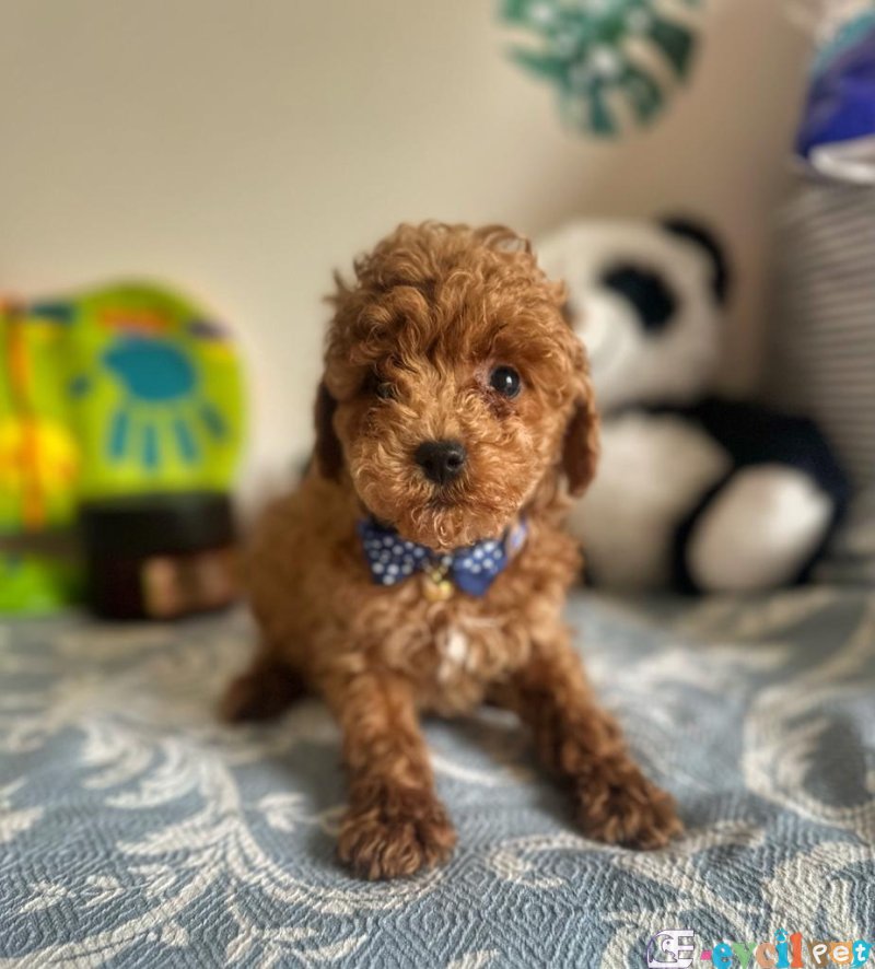 Tooy poodle cinsi yavrular DİŞİ erkek mevcuttur