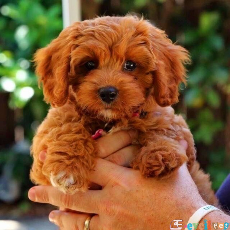 Tooy poodle cinsi yavrular