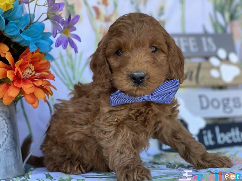 TOOY POODLE YAVRUMUZ 0 TEACUP