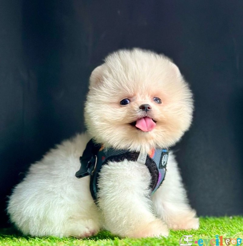 Safkan Pomeranian Boo Yavrularımız