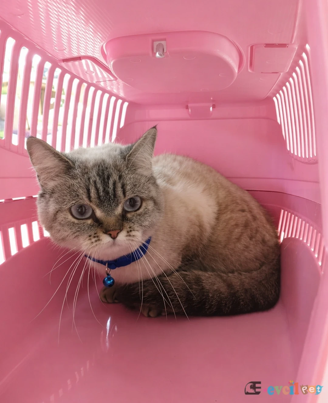 Acil sahiplendirme kedimiz - YÜREĞİR / ADANA